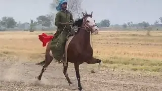 Beautiful singlefooter mare #balochihorses #sindhihorses #pakistan #pakistan