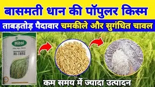 Hitai 1692 basmati paddy seed | pusa basmati 1692 details in Hindi | पूसा बासमती 1692 धान बीज