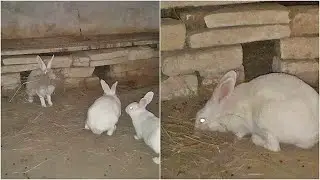 How A Female Rabbit Builds a Nest || Female Rabbit Nesting Kese Karti Hai