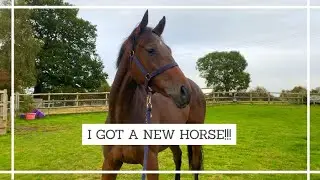 I GOT A NEW HORSE!! - Bringing my 2yo Ex Racehorse Home