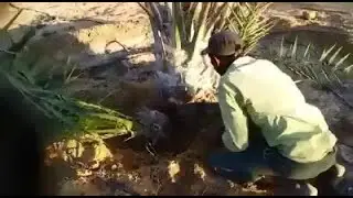 كيفية فصل فسائل النخيل من الام وزراعتها