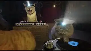 DJ Cats Take Over the Party 😹🎶 | Viral Animal Video