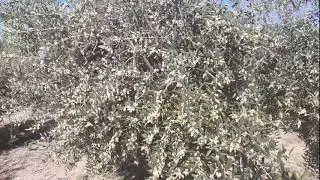 Juin - Floraison de l'Oliveraie : 8 semaines en 1 minute