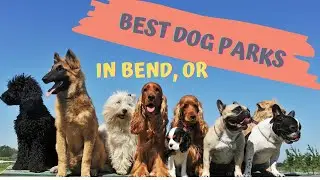 Dog Parks in Bend Oregon