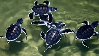 Sea Turtle Conservation - turtle farm in Kosgoda, Sri Lanka