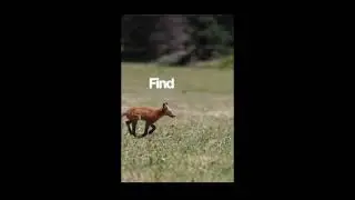 The Fox's Secret Joy: Embracing Uniqueness, Fun & Rest for a Happier Life