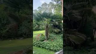 Subtropical and perennial garden #gardening #coldhardy #plants #summer #garden #nature #fyp #nature
