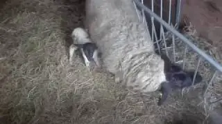 Rh&ouml;nschaf kurz nach dem Lammen🐑