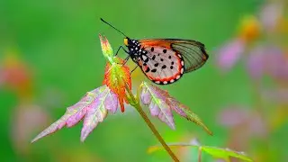 Serenity and Calm Music &bull; Relax Here, Slow Instrumental - Quiet Piano Sounds for Positive Energy  ♫