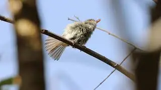 Sebinho-de-olho-de-ouro - Pearly-vented Tody-tyrant - Hemitriccus margaritaceiventer