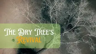 From Dry Roots to Living Water | The Parable of the Dry Tree | Shepherd of Hermas | Lyric Video