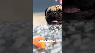 Until I find you!!😂❤️ #music #coversong #pug #funnyanimal #shortsfeed #pets #youtubeshorts #shorts