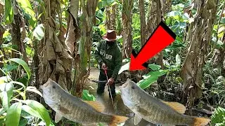 Amazing !!! Hunting Big Fish in the Wild with Bamboo Arrows