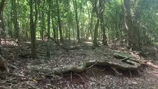 4K ASMR Secret nature walk trail:Minutes of pure peace🌲✨