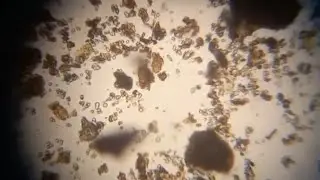 Slide Identification of Cinnamon Powder (Water Method) | Pharmacognosy practical 