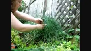 Freezing Fresh Chives