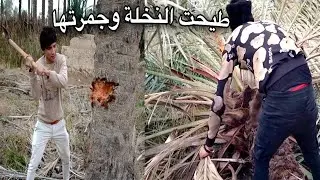 قطع اطول نخلة واستخراج الجمار منهة بعجوبة