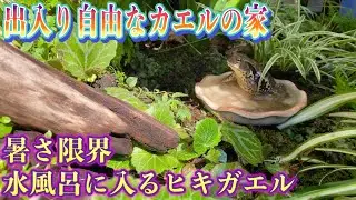 【出入り自由なカエル家】11話、気持ち良さそうに浸かるヒキガエル