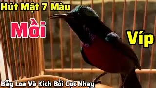 Tiếng chim hút mật 7 màu mồi mới nhất, dùng bẫy loa kích bổi | CựC Hiệu Quả Chim Về Nhanh