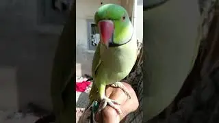 Parrot Talking Mitho Beta #beautiful #parrot #green