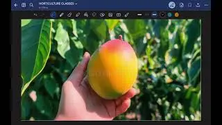 🍃 Horticulture Lecture 09 | Classification of Fruits: MANGO 🥭 | Drupe Fruit Explained 🌱#horticulture