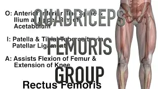 Quadriceps Femoris Group Muscles - Origins, Insertions & Actions