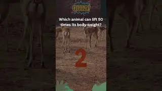 Animal That Can Lift 50 Times Its Weight! 💪🐜 #StrengthInNature #AnimalQuiz