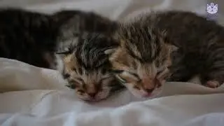 Newborn Kittens Care Guide 🍼🐱 Everything You Need in 2 Minutes!