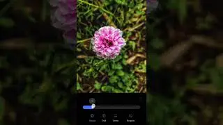 🔥🔥Moss-rose purslanePlant🔥🔥