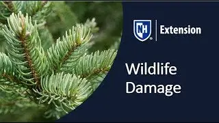 Wildlife Damage