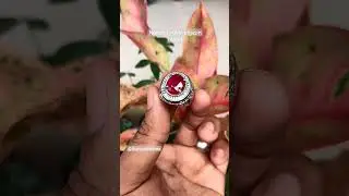 Natural ruby pigeon blood, batunya para raja dimasa lampau, #rubycorundum #baturuby #batumerahdelima
