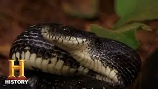 Ax Men: Snake in the Road | History