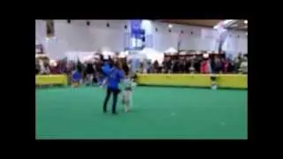 Tierisch Gut-Haustiermesse in Karlsruhe! Dogdance mit Marlen und Lissy