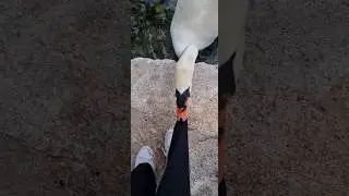 We are under attack! #swan
