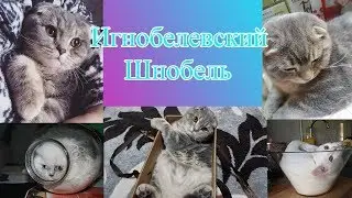Игнобелевский Шнобель(или Почему учёным важно уметь смеяться?)