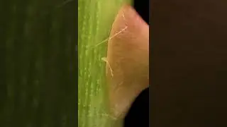 Removing a Rose Thorn