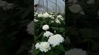 Beautiful White Rose flowers.😍 #shorts #rosegarden #flowergarden #status #trending