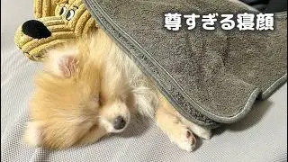 【癒し注意】無防備すぎる生後2ヶ月ポメラニアン天使の寝顔まとめ
