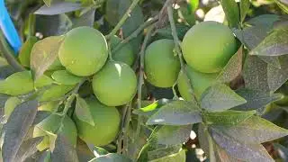 Treat Early to Control Thrips in the California Central Valley