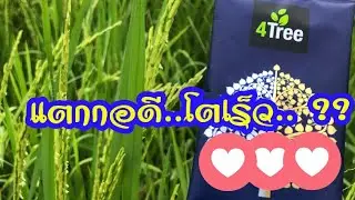 4tree  นาข้าวแตกกอดี โตเร็ว ข้าวมีน้ำหนัก สนใจ 063-5164500