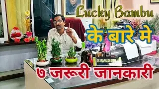 लकी बम्बू  के बारेमें 7 जरूरी जानकारी। 7 important facts about Lucky Bamboo you must know