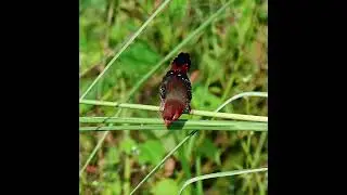 Red rose of the bird world Red finch/red avadavat