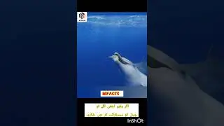 Cute Dolphins Are Not Really Cute #fact#mifacts#amazing#trending