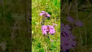 tiny tiny purple flowers 💜🫠 || Must watch very beautiful #shorts #viral #flowers