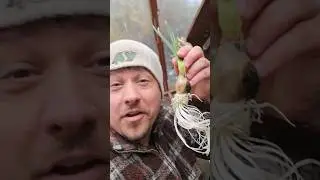 Don't Bother Sprouting Garlic #shorts