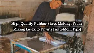 From Latex to Car Tire! Rubber Sheet Making Process (Fresh Latex to Dry Sheets)  (MRSIKERAT) 