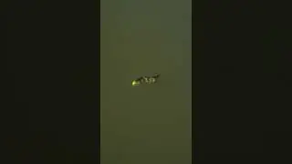 Le Spro Swimbait Gold Perch en Action 🎥 #SPRO #GoldPerch #Swimbait #Pike #LureInMotion #Fishing