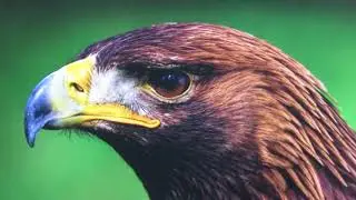 Sikolo Ekang: Quelques noms d'oiseaux en langue #fang #Ntumu