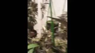 Strawberry fields Cannabis Strain review