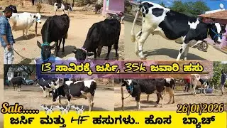 ಜರ್ಸಿ ಮತ್ತು HF ಹಸುಗಳ ಮಾರಾಟ ಹೊಸ ಬ್ಯಾಚ್ , ಕೇವಲ 13000 ಕ್ಕೆ ಜರ್ಸಿ ಹಸು 